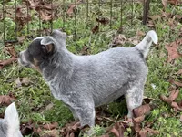 Candy , a female Australian Cattle Dog for sale in Pell City, AL – Photo 7 of 8