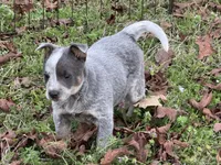 Candy , a female Australian Cattle Dog for sale in Pell City, AL – Photo 8 of 8