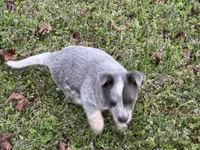 Candy , a female Australian Cattle Dog for sale in Pell City, AL – Photo 3 of 8