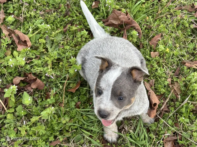 Candy  – Australian Cattle Dog puppy for sale in Pell City, AL