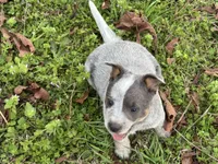 Candy , a female Australian Cattle Dog for sale in Pell City, AL – Photo 5 of 8