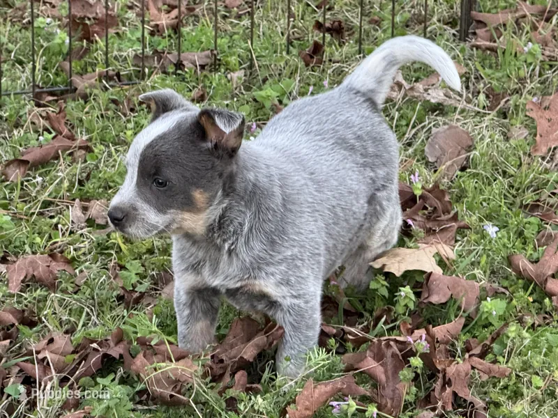 Candy  – Australian Cattle Dog puppy for sale in Pell City, AL