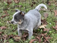 Candy , a female Australian Cattle Dog for sale in Pell City, AL – Photo 1 of 8