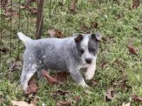 Candy , a female Australian Cattle Dog for sale in Pell City, AL – Photo 4 of 8