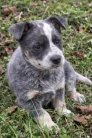 Macy , a female Australian Cattle Dog for sale in Pell City, AL – Photo 4 of 4