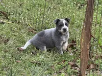 Macy , a female Australian Cattle Dog for sale in Pell City, AL – Photo 2 of 5