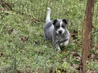 Macy , a female Australian Cattle Dog for sale in Pell City, AL – Photo 3 of 5