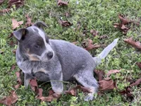 Macy , a female Australian Cattle Dog for sale in Pell City, AL – Photo 4 of 5