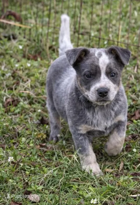 Macy  – Australian Cattle Dog puppy for sale in Pell City, AL