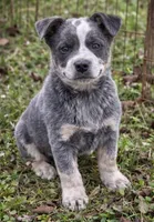 Macy , a female Australian Cattle Dog for sale in Pell City, AL – Photo 3 of 4