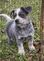 Macy , a female Australian Cattle Dog for sale in Pell City, AL – Photo 2 of 4