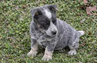 Bobbie Jo, a female Australian Cattle Dog for sale in Pell City, AL – Photo 4 of 4