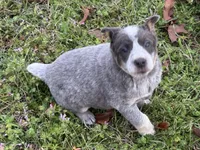 Bobbie Jo, a female Australian Cattle Dog for sale in Pell City, AL – Photo 2 of 3