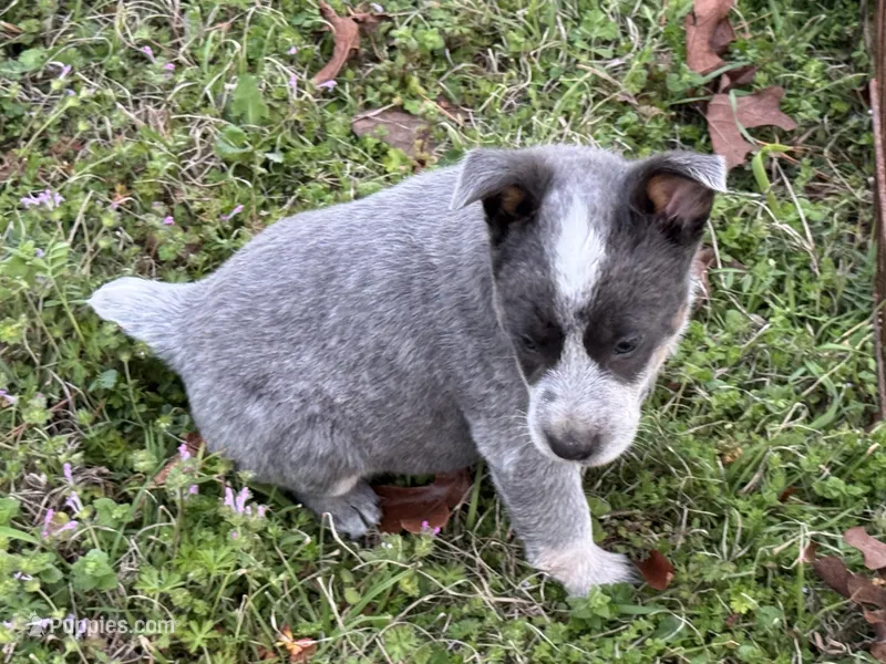 Bobbie Jo, a female Australian Cattle Dog for sale in Pell City, AL – Photo 1 of 3