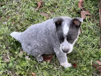 Bobbie Jo, a female Australian Cattle Dog for sale in Pell City, AL – Photo 1 of 3