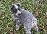 Bobbie Jo, a female Australian Cattle Dog for sale in Pell City, AL – Photo 3 of 4