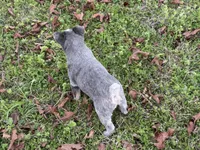 Bobbie Jo, a female Australian Cattle Dog for sale in Pell City, AL – Photo 3 of 3