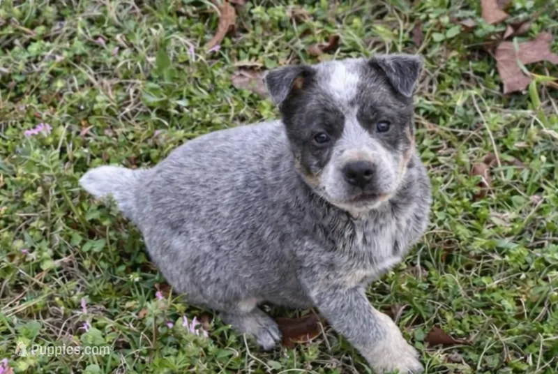 Bobbie Jo – Australian Cattle Dog puppy for sale in Pell City, AL