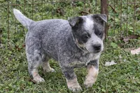Bobbie Jo, a female Australian Cattle Dog for sale in Pell City, AL – Photo 2 of 4