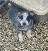 processed/358ec7c2-507a-4400-84ed-6a8e5f7c2054/listing/f347409a-557a-4af6-919a-d152edf9552b/cdffeb33-9838-474e-972a-c1ae192a7618