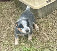 processed/358ec7c2-507a-4400-84ed-6a8e5f7c2054/listing/f347409a-557a-4af6-919a-d152edf9552b/cf1c16a8-602d-4ca3-9b3e-43ef1807344c