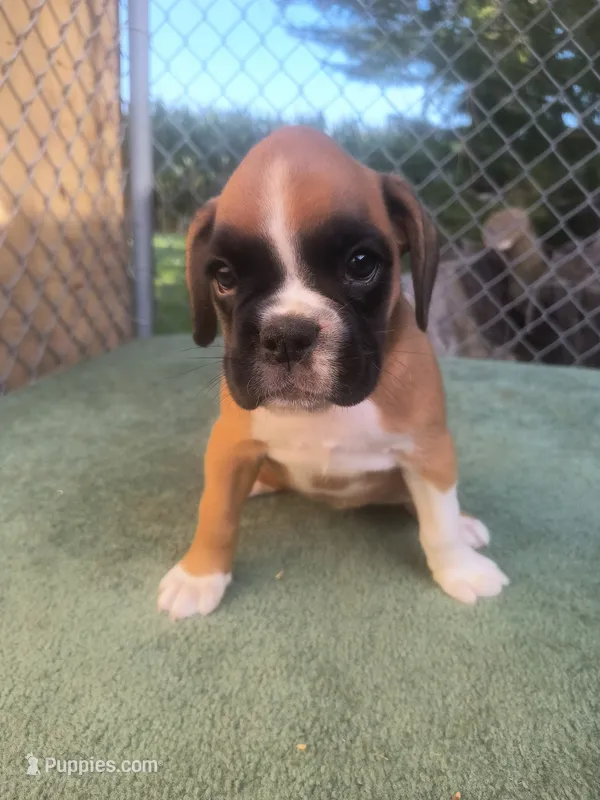Katie  – Boxer puppy for sale in Deshler, OH