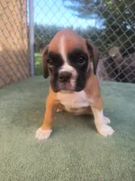 Katie , a female Boxer for sale in Deshler, OH – 1 of 2