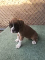 Jack, a male Boxer for sale in Deshler, OH – 2 of 2