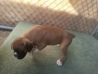 Katie , a female Boxer for sale in Deshler, OH – 2 of 2