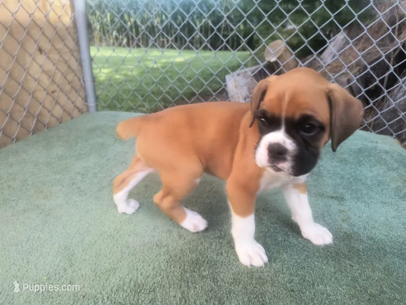 Avery – Boxer puppy for sale in Deshler, OH