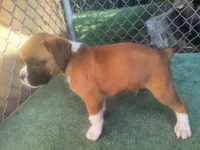 Lucky , a male Boxer for sale in Deshler, OH – 2 of 3
