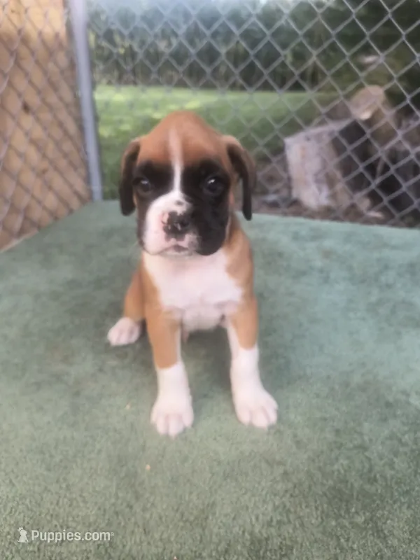 Jack – Boxer puppy for sale in Deshler, OH