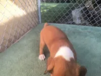 Lucky , a male Boxer for sale in Deshler, OH – 3 of 3