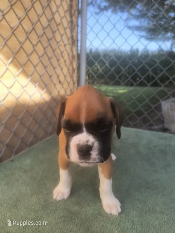 Lucky  – Boxer puppy for sale in Deshler, OH
