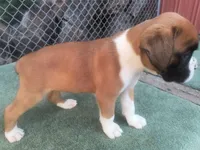 Avery, a male Boxer for sale in Deshler, OH – 2 of 2