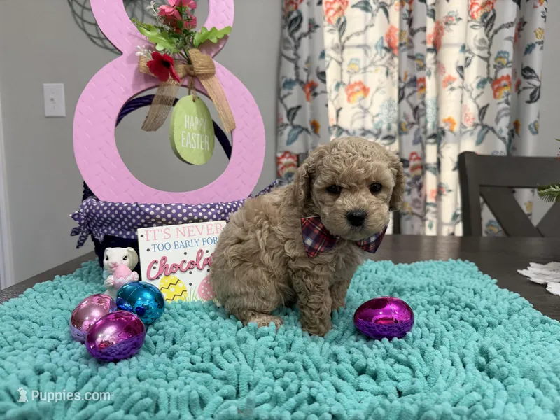 Milo – Poodle - Toy  puppy for sale in Rolla, MO