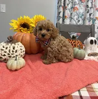 Leo, a male Poodle - Toy  for sale in Rolla, MO – 2 of 2