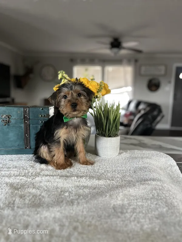 Max  – Yorkshire Terrier puppy for sale in Rolla, MO