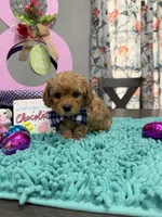 Charlie, a male Poodle - Toy  for sale in Rolla, MO – Photo 2 of 2
