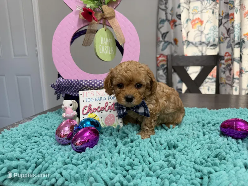 Charlie – Poodle - Toy  puppy for sale in Rolla, MO