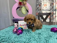 Charlie, a male Poodle - Toy  for sale in Rolla, MO – Photo 1 of 2