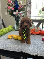 Milo, a male Poodle - Toy  for sale in Rolla, MO – 2 of 2