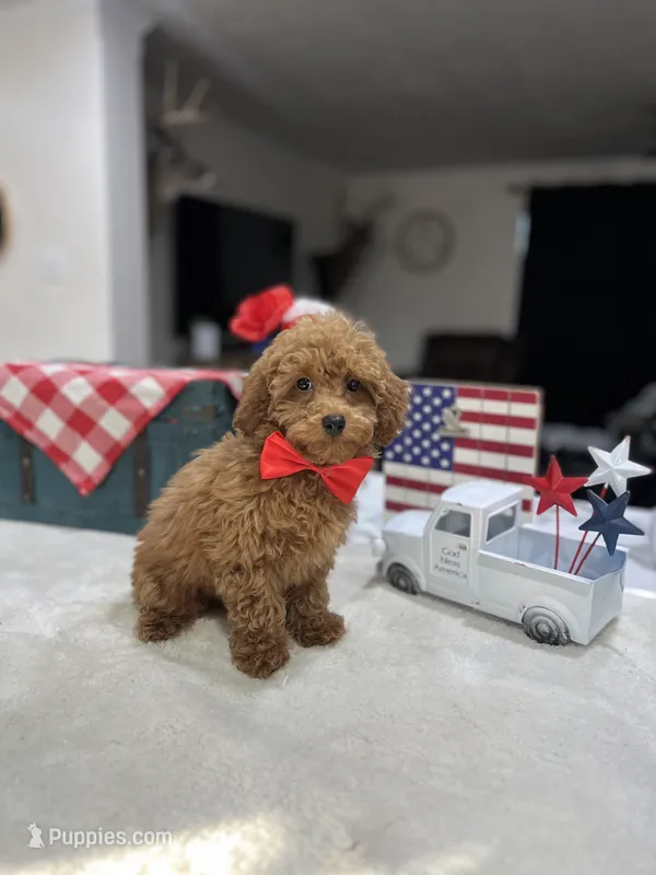 Max – Poodle - Toy  puppy for sale in Rolla, MO