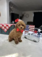 Max, a male Poodle - Toy  for sale in Rolla, MO – 1 of 1