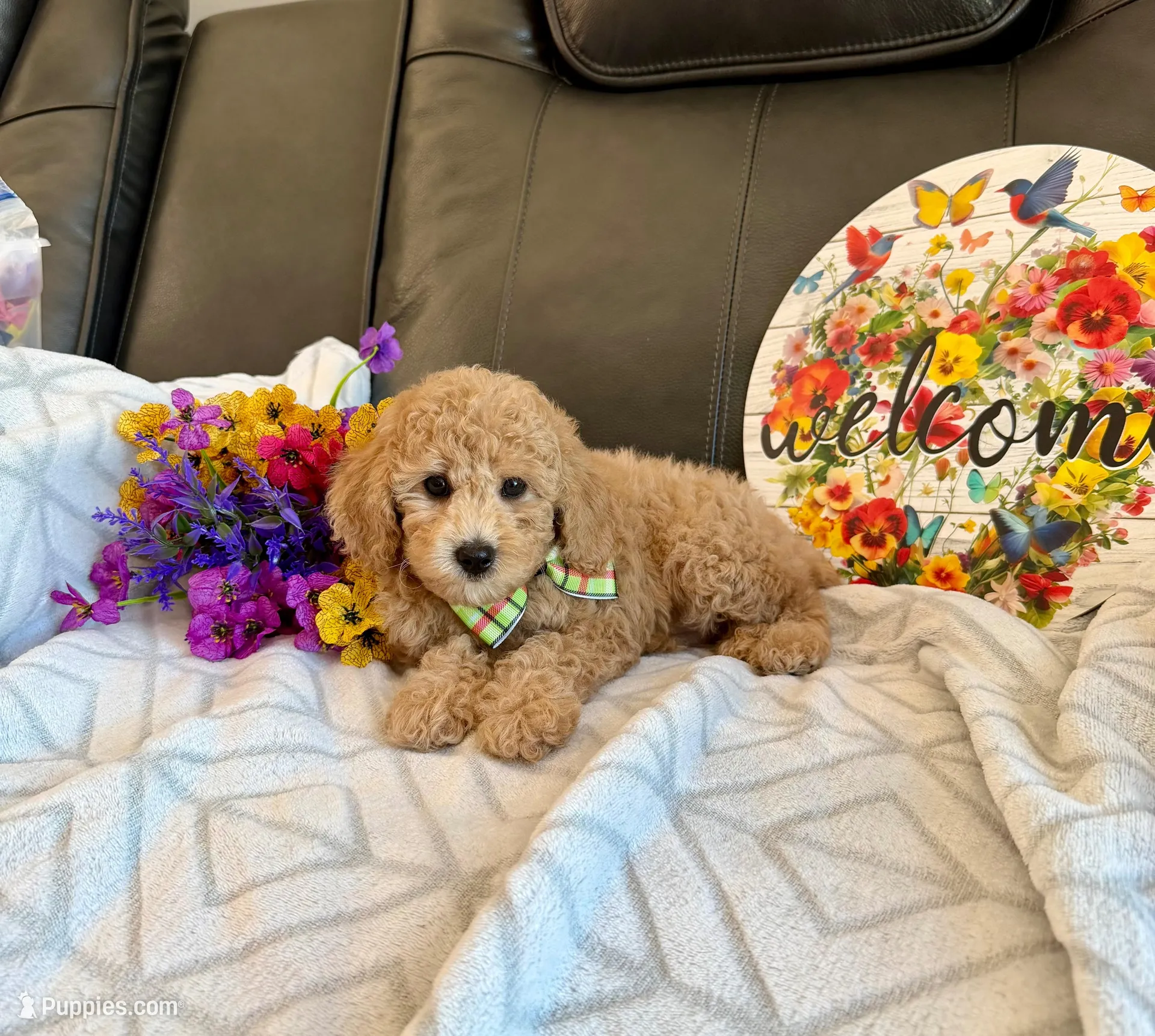 Sam, a male Poodle - Toy  for sale in Rolla, MO – Photo 2 of 2