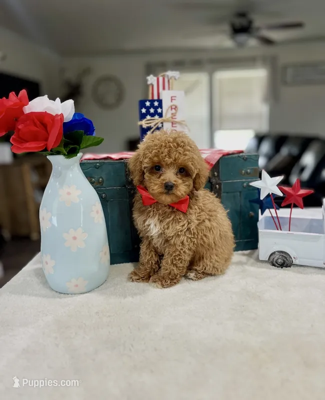 Milo – Poodle - Toy  puppy for sale in Rolla, MO