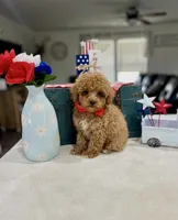 Milo, a male Poodle - Toy  for sale in Rolla, MO – 1 of 2