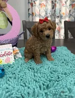 Bella, a female Poodle - Toy  for sale in Rolla, MO – Photo 2 of 2