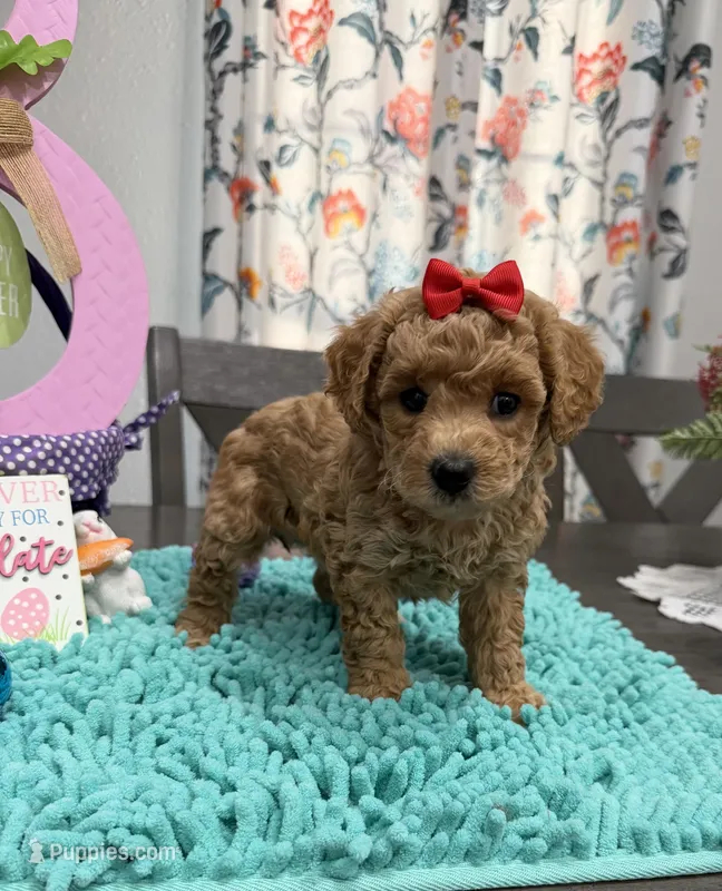 Bella – Poodle - Toy  puppy for sale in Rolla, MO