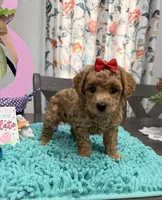 Bella, a female Poodle - Toy  for sale in Rolla, MO – Photo 1 of 2